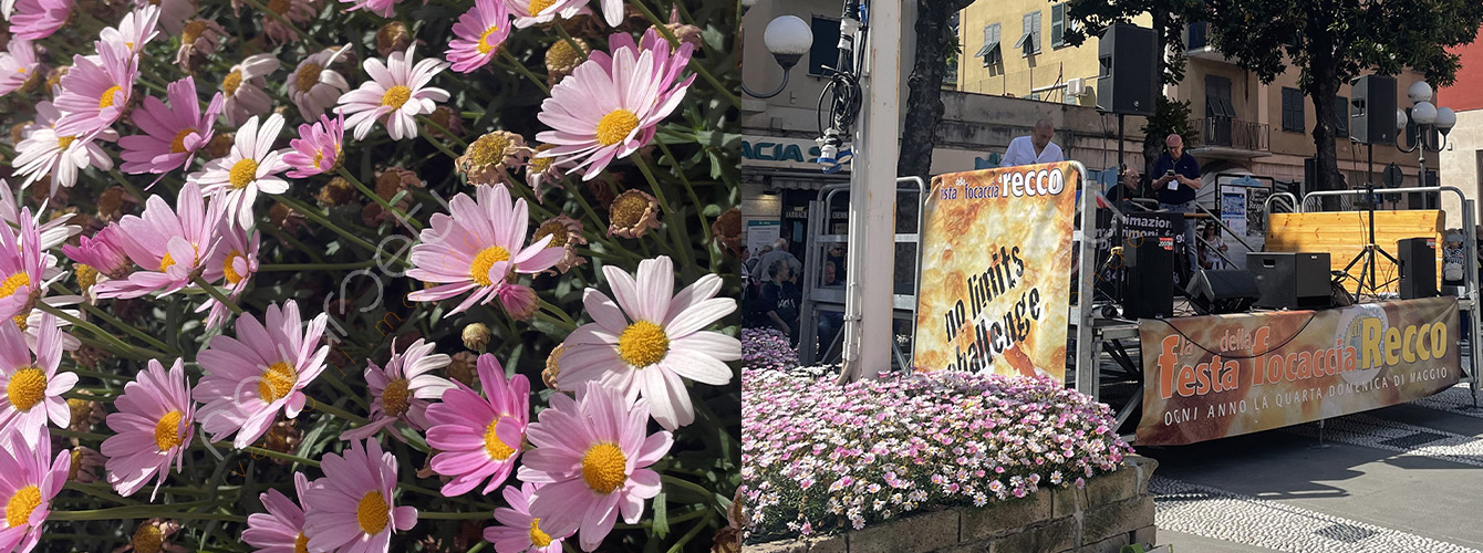 Festa della focaccia di Recco