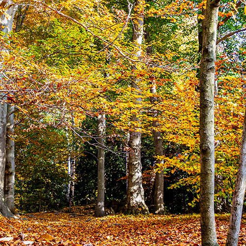 Gita di un giorno Parco della Burcina